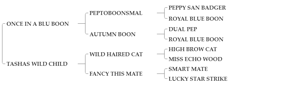 BOON+TO+DA+BONE BOON+TO+DA+BONE