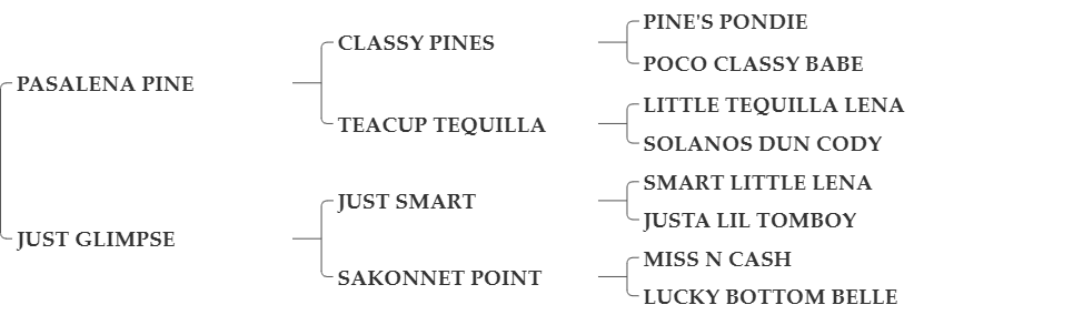 DASHIN PINE BAR LADY DASHIN PINE BAR LADY