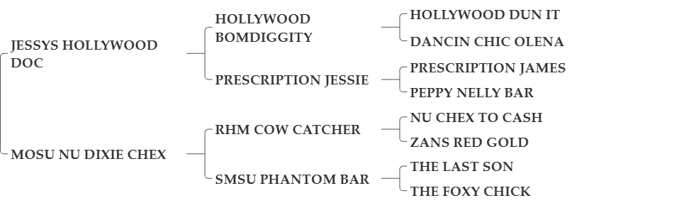 CSS HOLLYWOOD NUCHEX