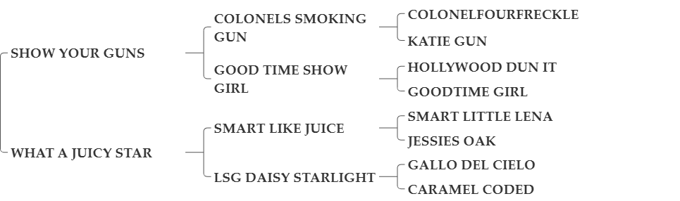 HJH IMUR HUCKLEBERRY (1)