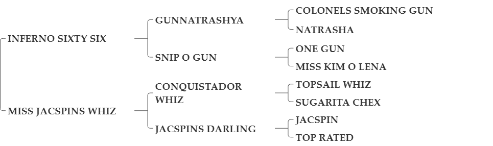 INFERNOS LITTLE WHIZ