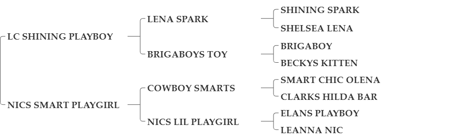 NICS SHINING PLAYBOY