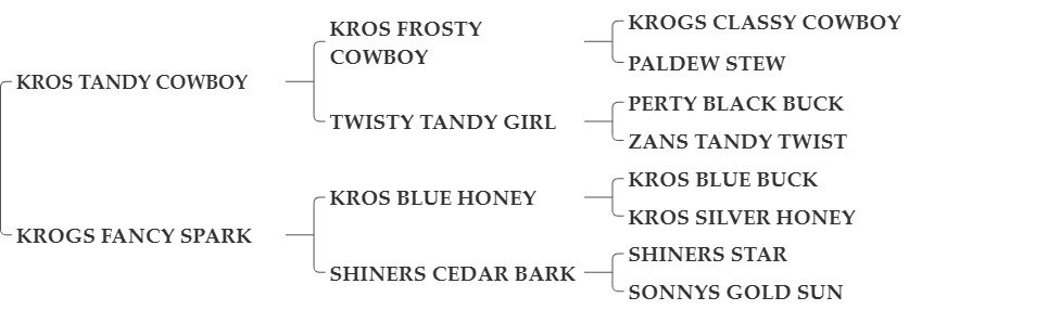 COWBOYS TANDY SHINE