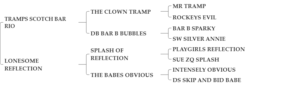 TRAMPS BAR REFLECTION