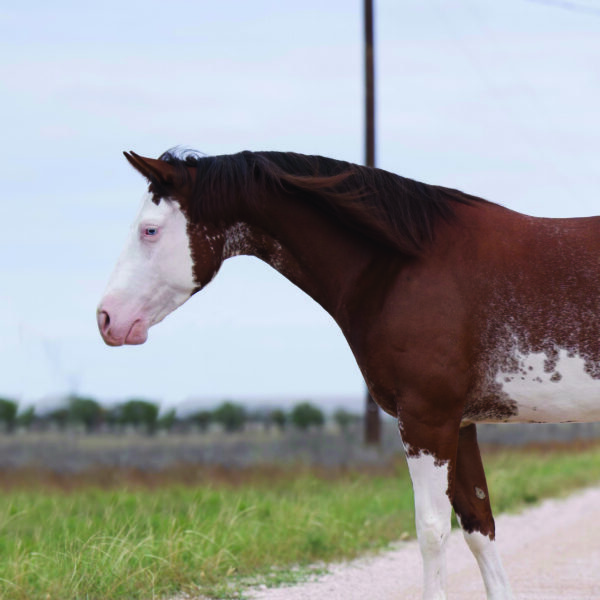 1727408465-fieldhorse_photo_1623161784265CC-Daisy-Duke copy