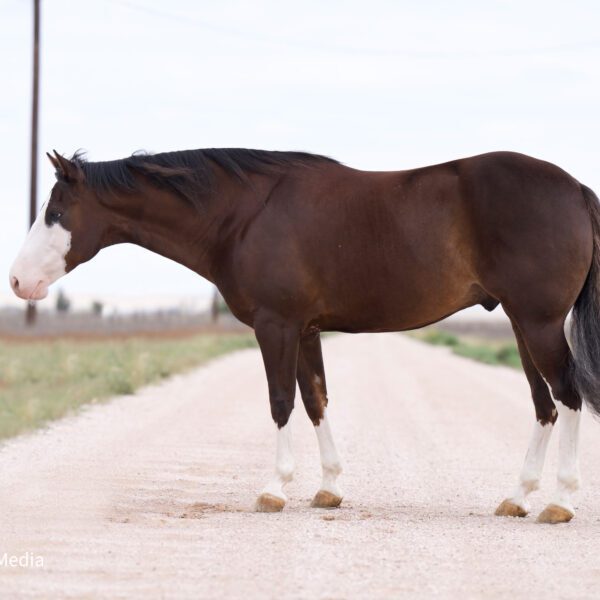 1727409895-fieldhorse_photo_1623161784265Kid-Pale-Face