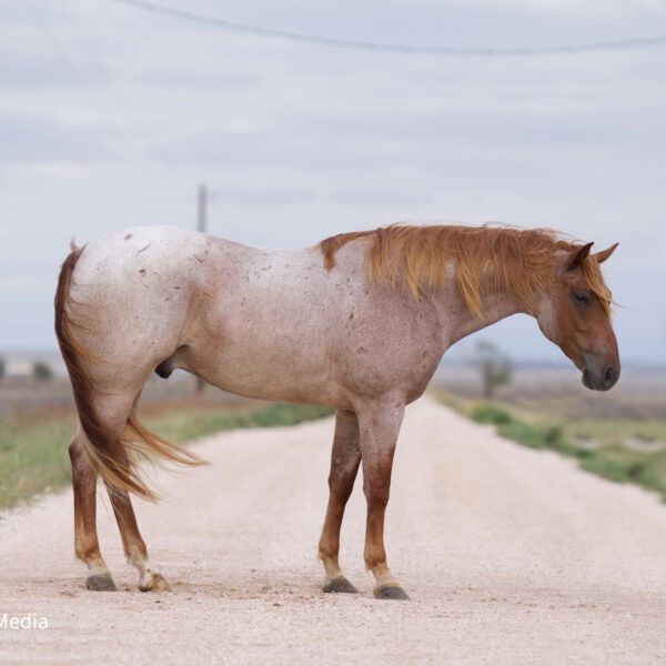 1727481492-fieldhorse_photo_1623161784265GQ-Frozen-Cash