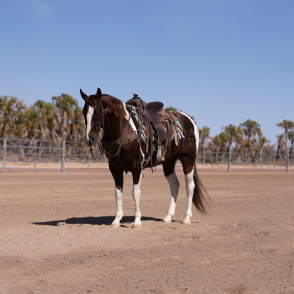 1743813143-fieldhorse_photo_1623161784265Title-Photo-Paris-Cat-5-3 1743813143-fieldhorse_photo_1623161784265Title-Photo-Paris-Cat-5-3