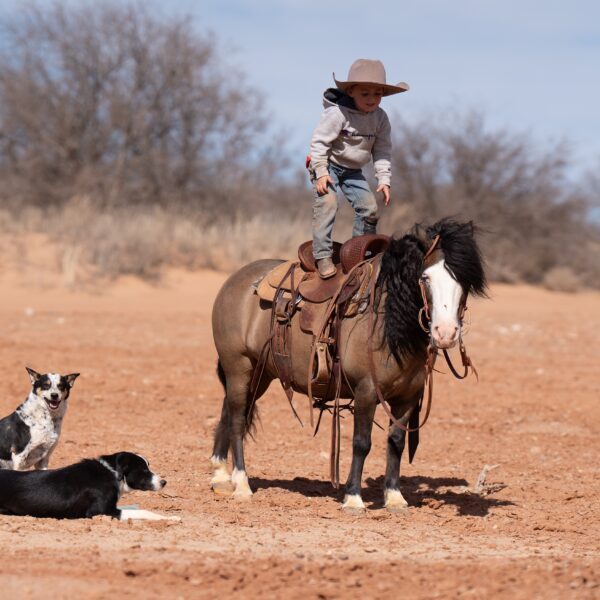 1745788482-fieldhorse_photo_1623161784265Baby-Jag 1745788482-fieldhorse_photo_1623161784265Baby-Jag