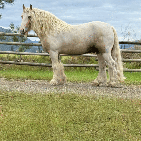 1760039644-fieldhorse_photo_1623161784265-1