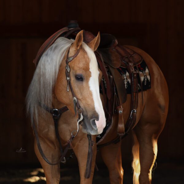 1760134197-fieldhorse_photo_1623161784265PS-IM-SHINEY