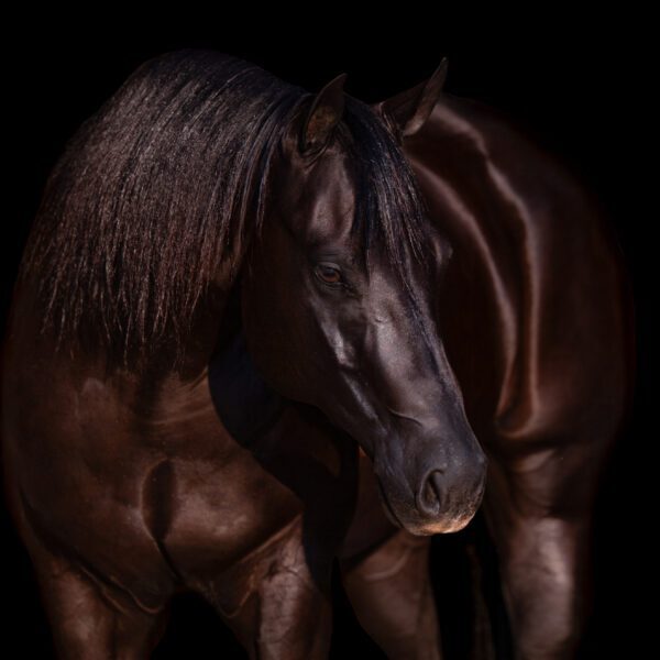 1760323930-fieldhorse_photo_1623161784265Bobby-Shazzam-aka-Bobby