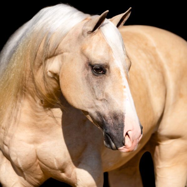 1760450923-fieldhorse_photo_1623161784265Wimpys-Davinci-Code-aka-Pearl-Jam