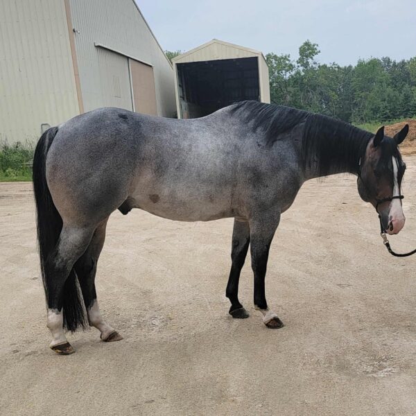 1760458550-fieldhorse_photo_1623161784265John-Wayne-