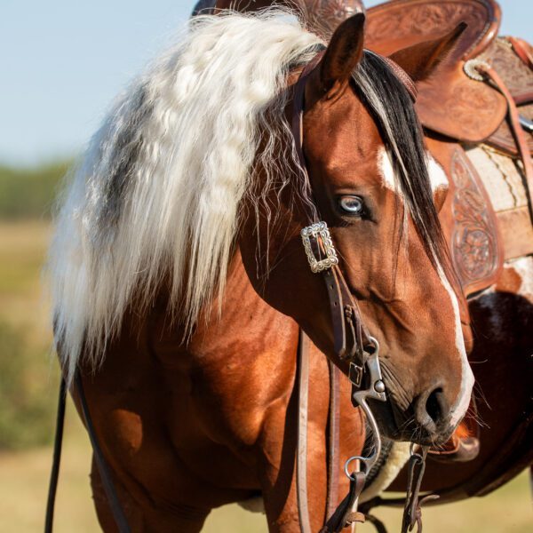 1760649374-fieldhorse_photo_1623161784265Blue