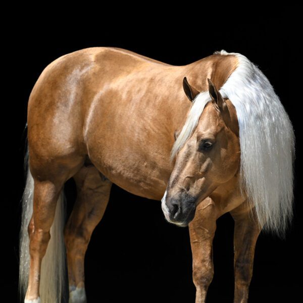 1761077223-fieldhorse_photo_1623161784265sharpie-main