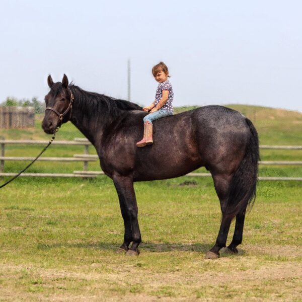 1761091876-fieldhorse_photo_1623161784265-2