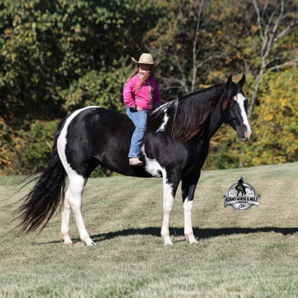 1761740908-fieldhorse_photo_1623161784265Z1