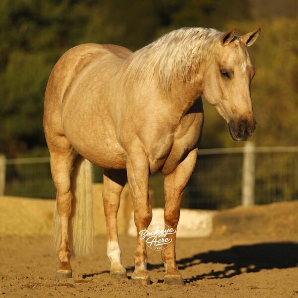 1761759273-fieldhorse_photo_1623161784265-2