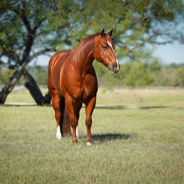 1762623933-fieldhorse_photo_1623161784265-10