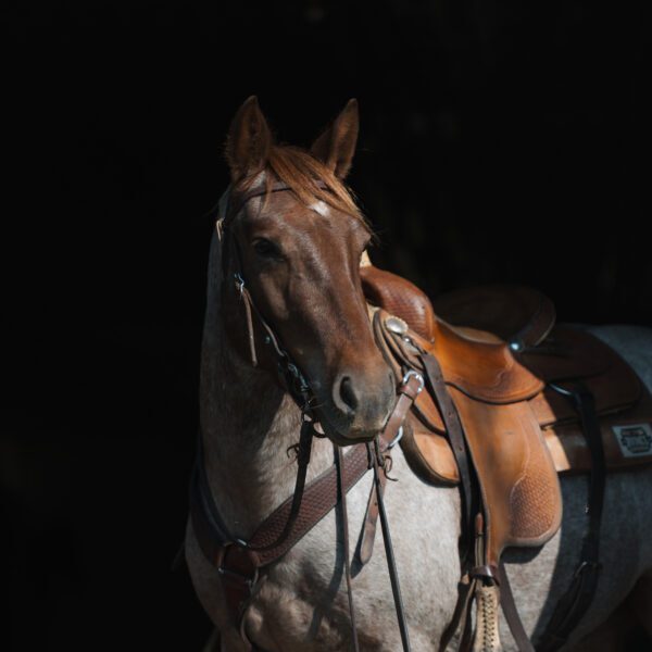 Shannon Sale Horses