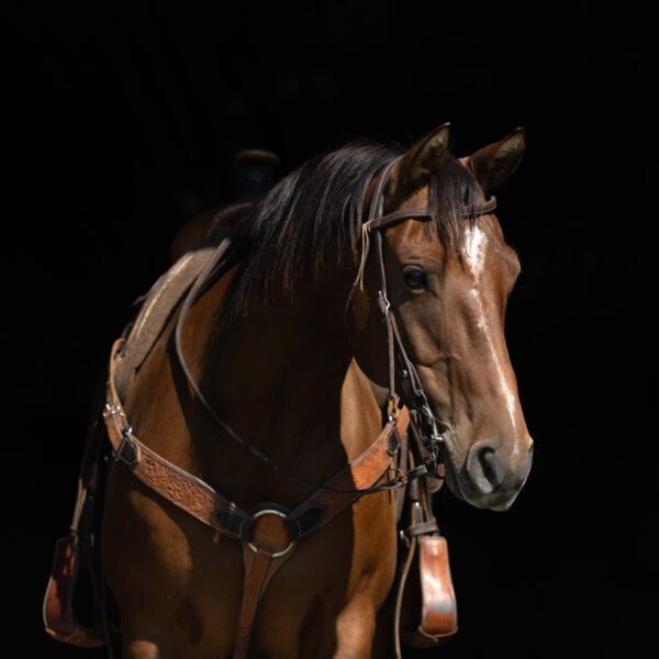 Shannon Sale Horses