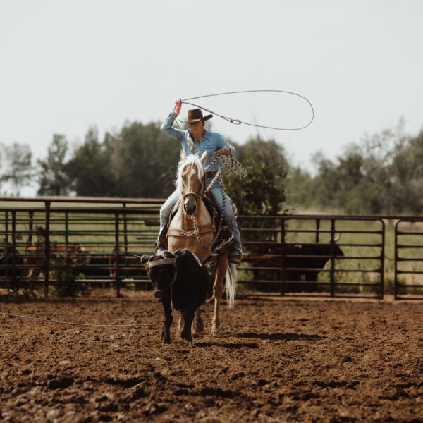 1765251396-fieldhorse_photo_1623161784265CHIP-OF-VISTA-aka-Pancake-14