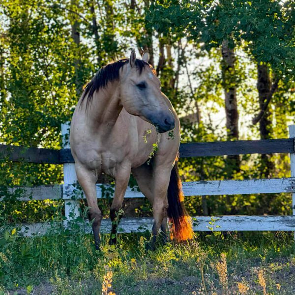 1766461561-fieldhorse_photo_1623161784265Mr-Big-2