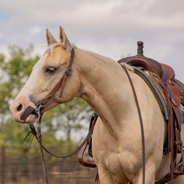 1768065729-fieldhorse_photo_1623161784265Stash-The-Gunwouldya-Pearl-1