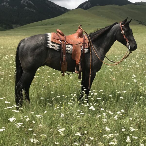 1773689076-fieldhorse_photo_1623161784265Bee-Lowa-Star-Cowboy-aka-Mo