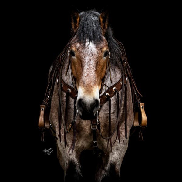 1775023652-fieldhorse_photo_1623161784265Rooster