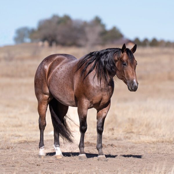 AB66AE60-0F72-4A00-BD9A-C940C2982C59