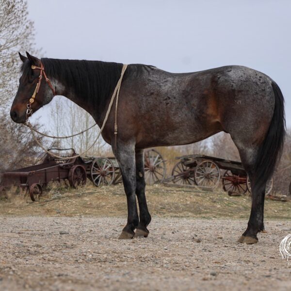 Ervin_CC_BayRoan_Lft1 Ervin_CC_BayRoan_Lft1