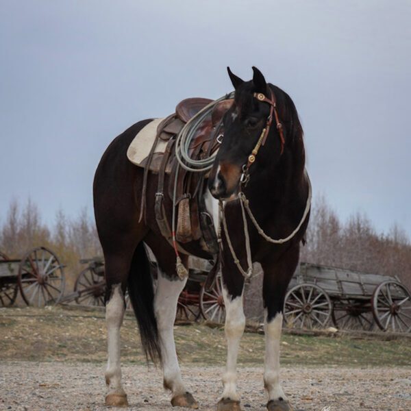 Ervin_CC_Paint_SaddleFront1 Ervin_CC_Paint_SaddleFront1