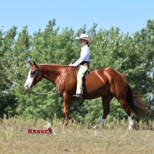 Happy_HansenPerformanceHorsesWeb1