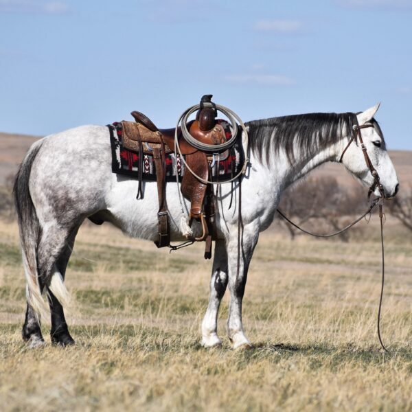 Ice--scaled Ice--scaled