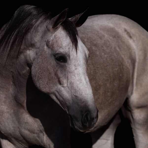 MY-PEPTO-aka-Monterey-scaled MY-PEPTO-aka-Monterey-scaled