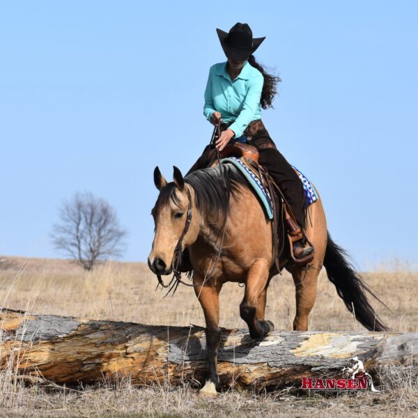 Maui_HansenPerformanceHorsesWeb1