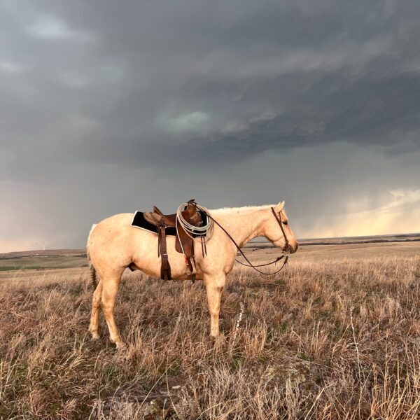 Sunny Right Side Sunny Right Side