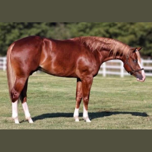 chex the guns square