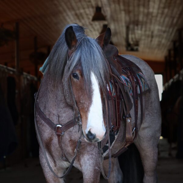 fieldhorse_photo_1623161784265-1-scaled