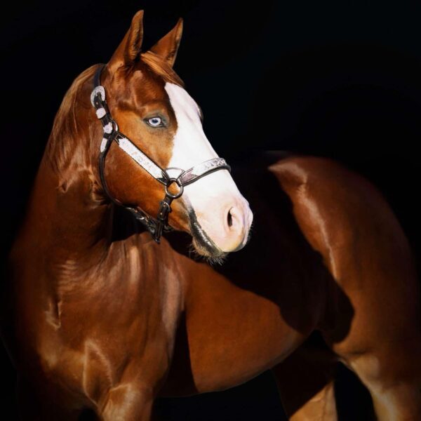 fieldhorse_photo_1623161784265-7 fieldhorse_photo_1623161784265-7