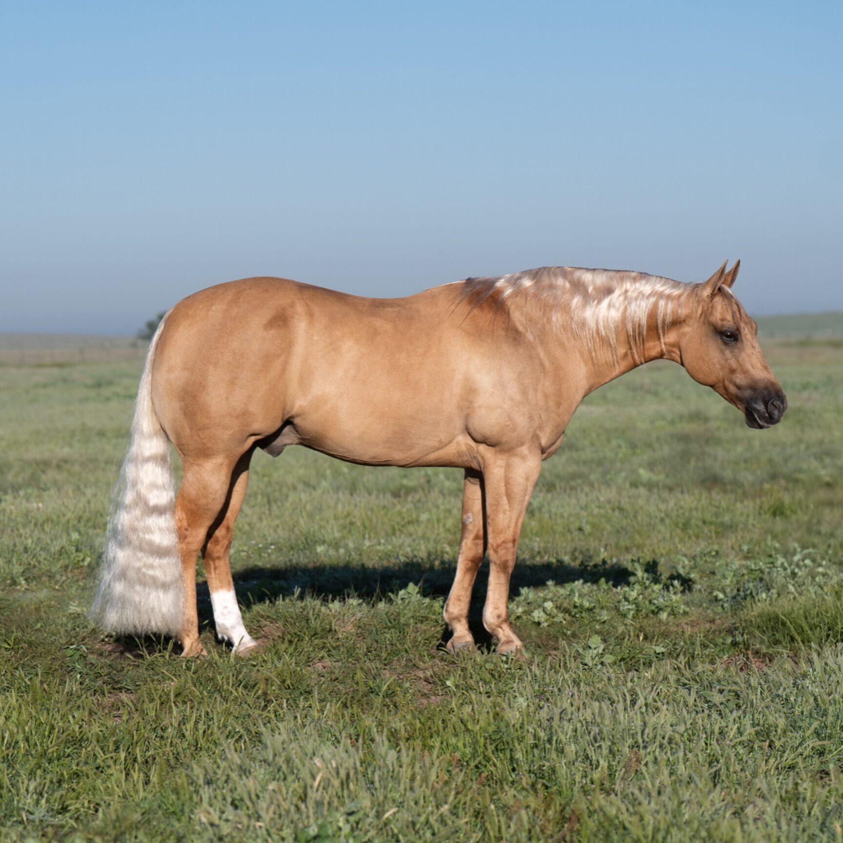 fieldhorse_photo_1623161784265-scaled