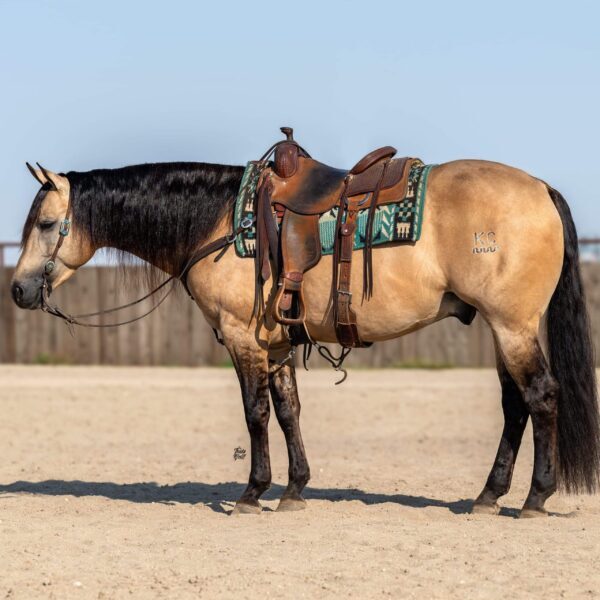fieldhorse_photo_1623161784265Bex--6-scaled
