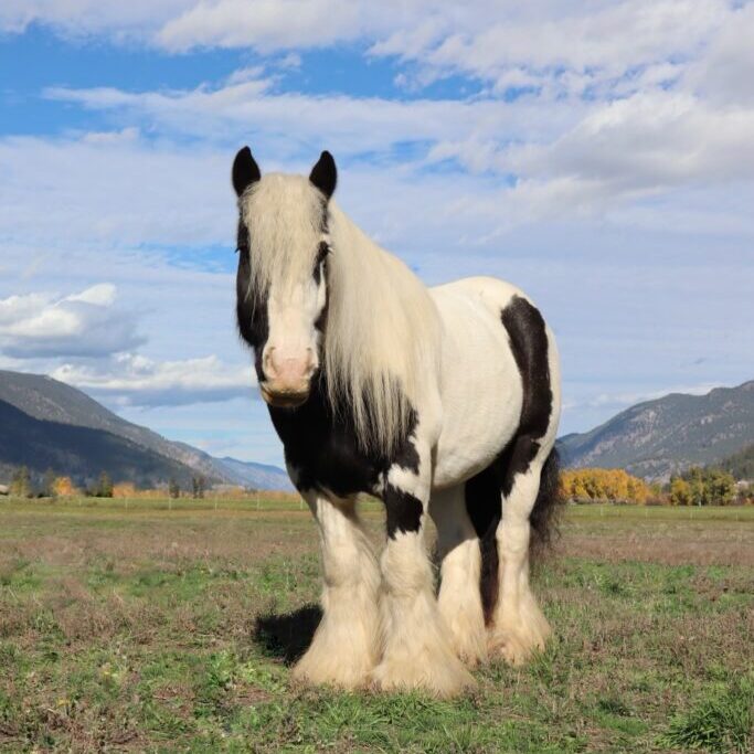 fieldhorse_photo_1623161784265CFR-Mercury-Spy-is-a-2017-registered-Gypsy-Vanner-gelding-standing-13.3hh