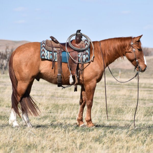 fieldhorse_photo_1623161784265Canyon-scaled fieldhorse_photo_1623161784265Canyon-scaled