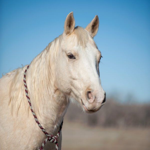 fieldhorse_photo_1623161784265Cream-Puff-2-scaled fieldhorse_photo_1623161784265Cream-Puff-2-scaled