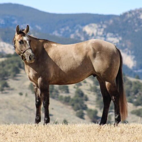 fieldhorse_photo_1623161784265Guitars-N-Guns-Uzi-4 fieldhorse_photo_1623161784265Guitars-N-Guns-Uzi-4