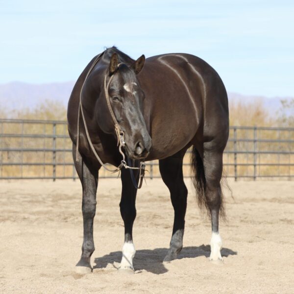 fieldhorse_photo_1623161784265Jacs-Colt-Cash-Moonshine-3-scaled fieldhorse_photo_1623161784265Jacs-Colt-Cash-Moonshine-3-scaled
