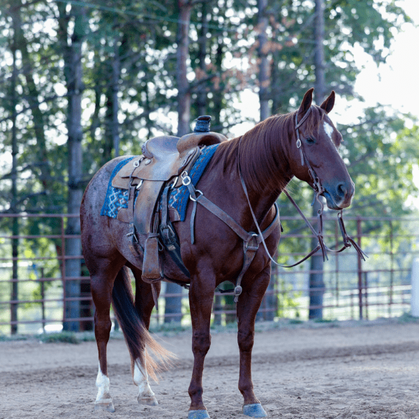 fieldhorse_photo_1623161784265Master-Catter